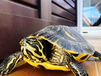 Close-up of a turtle