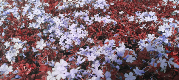 Full frame shot of red flowering plant