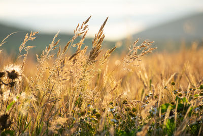 Close-up of stalks in field against sky