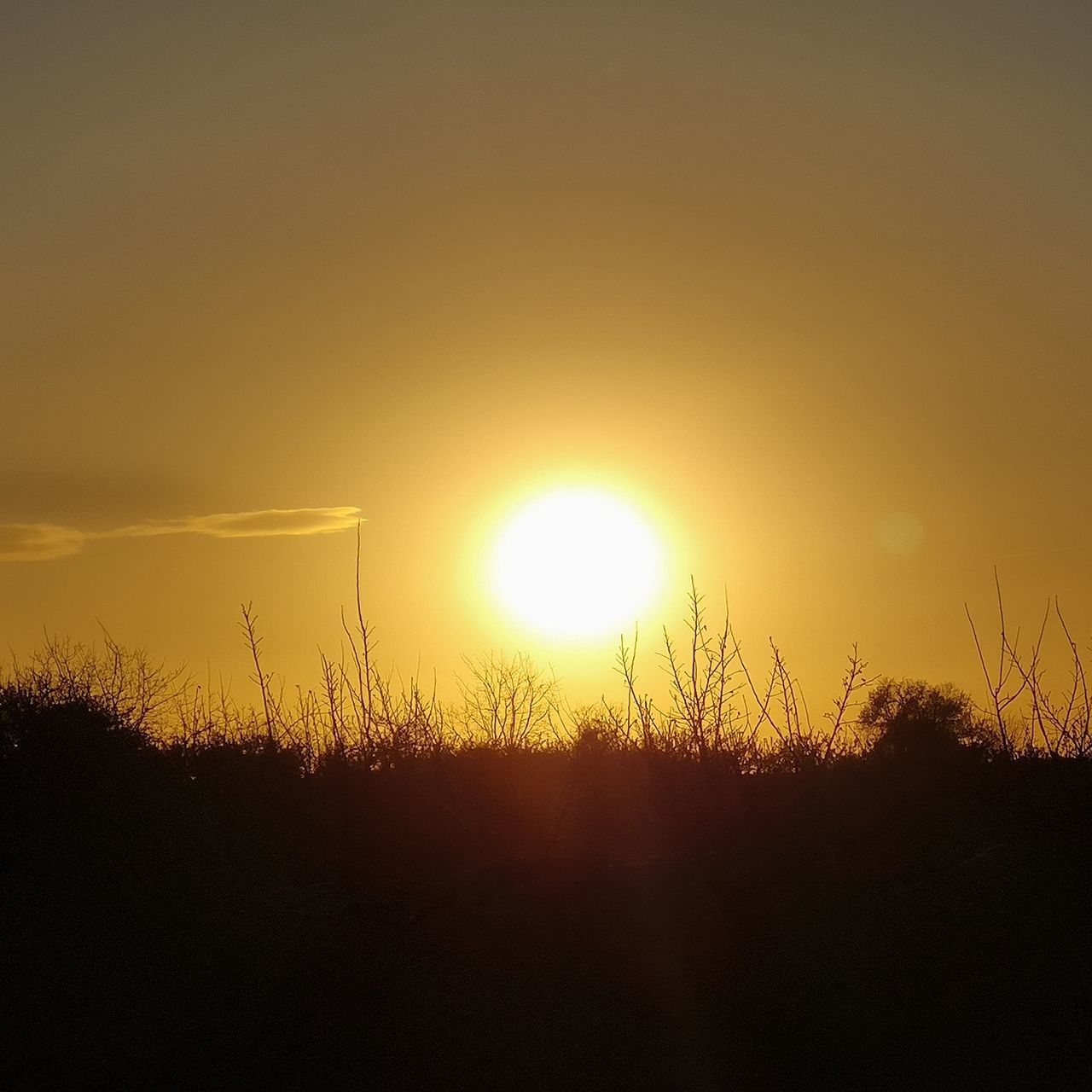 sky, sunset, sun, beauty in nature, tranquil scene, scenics - nature, tranquility, sunlight, field, landscape, land, orange color, nature, silhouette, no people, plant, environment, idyllic, non-urban scene, lens flare, outdoors, bright, brightly lit