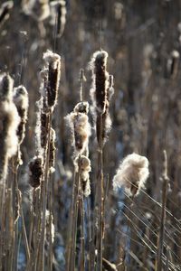 Close-up of stalks in field