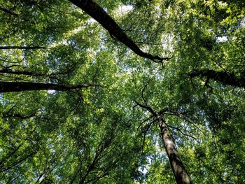 Low angle view of trees in forest