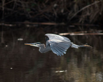 High angle view of gray heron flying over lake