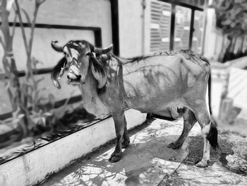 Horse standing in front of building