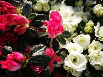 Close-up of rose bouquet