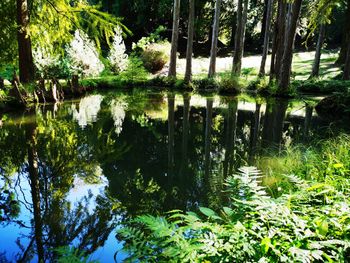 Scenic view of lake in forest