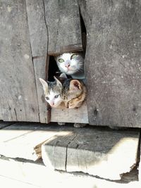 Portrait of cat relaxing outdoors