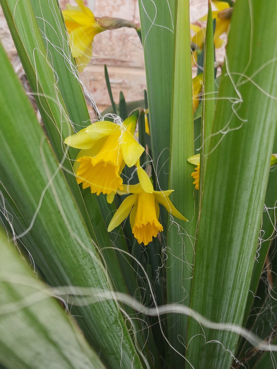 plant, yellow, flower, flowering plant, beauty in nature, plant part, leaf, nature, freshness, fragility, growth, green, close-up, animal themes, animal, animal wildlife, no people, insect, plant stem, flower head, wildlife, outdoors, petal, one animal, day