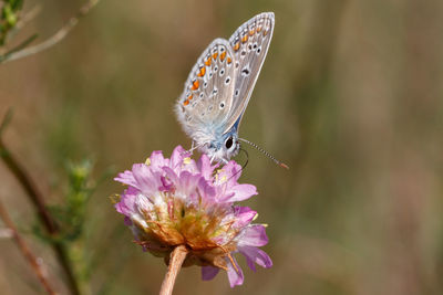 Close-up of butterfly pollinating on purple flower