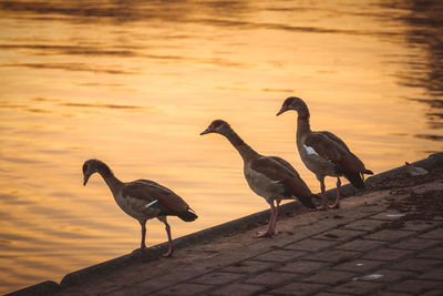 Birds perching on lake against sky during sunset