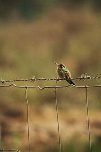 Close-up of bird perching on metal fence