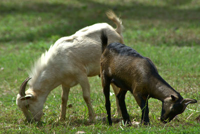 Africana goats eating grass