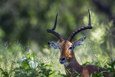 Close-up of deer on field