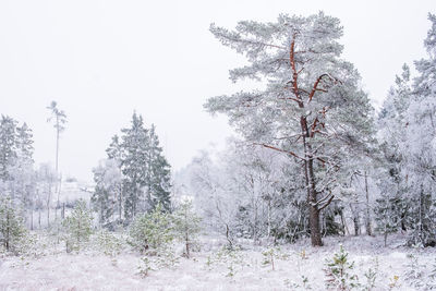 Trees on snow covered field against sky