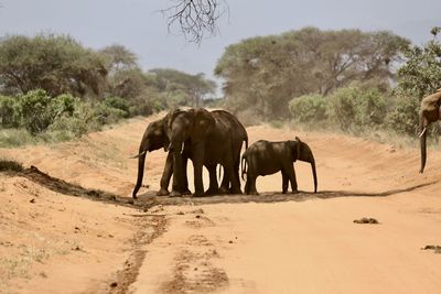 Elephant standing on sand against sky