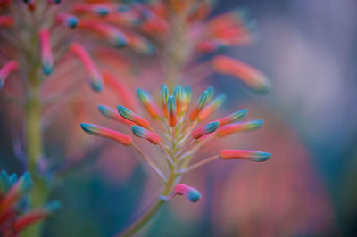 Close-up of flower against blurred background