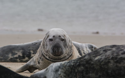 Close-up portrait of a seal on the beach