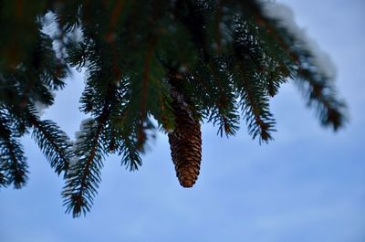 Low angle view of tree against sky