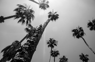 Low angle view of palm trees against clear sky