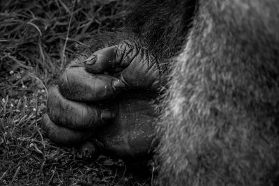 Close-up of monkey sleeping in zoo