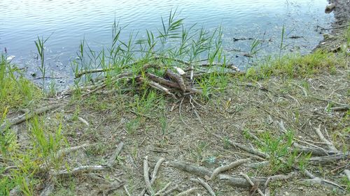 High angle view of turtle in lake