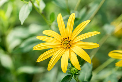 Close-up of yellow flower blooming outdoors