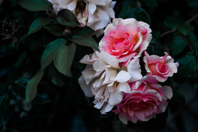 Close-up of pink roses