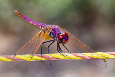 Close-up of dragonfly on leaf