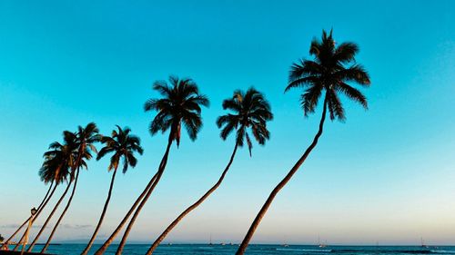 Palm trees on beach