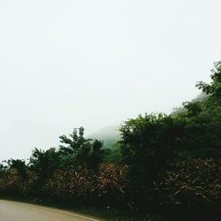 Trees on countryside landscape against clear sky