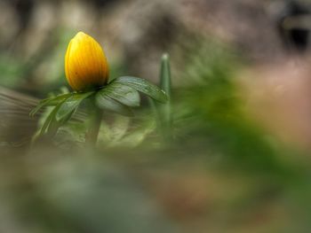 Close-up of flower blooming outdoors