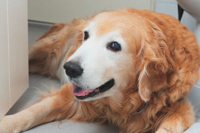 Close-up of a dog looking away at home