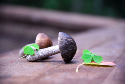 Close-up of green leaves on table