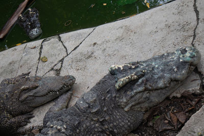 High angle view of crocodile on rock