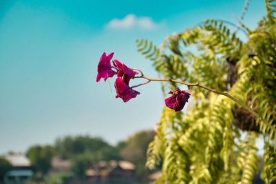 Close-up of pink flowering plant against sky