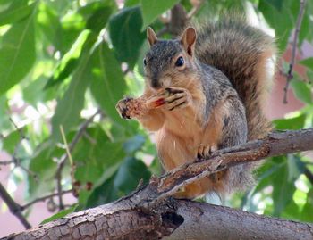 Low angle view of squirrel on tree