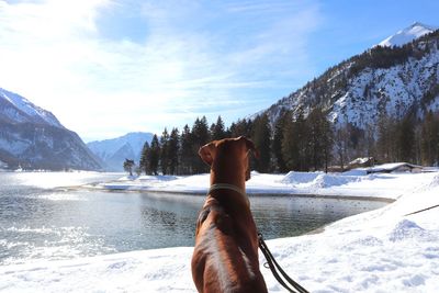 Dog at snowy lakeshore against snowcapped mountains