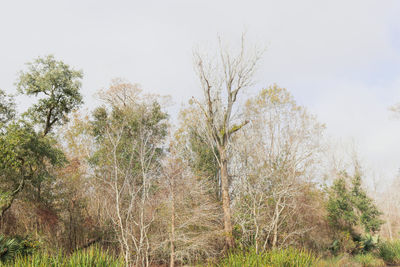 Trees in forest against sky