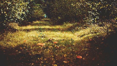 Trees in the grass