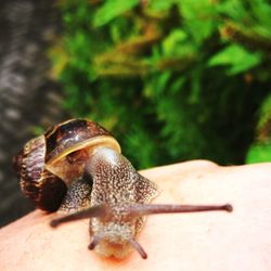 Close-up of snail on hand