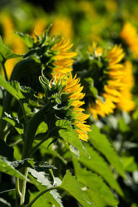 Close-up of yellow flowering plant