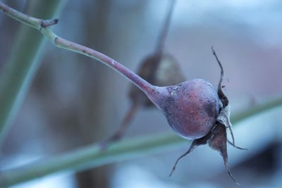 Close-up of plant