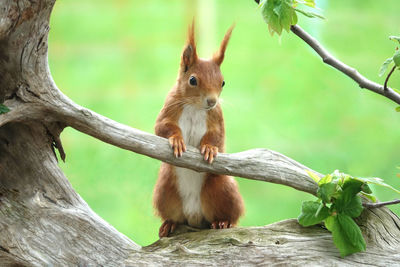 Close-up of squirrel