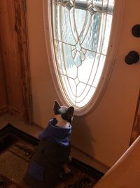 Dog looking through window