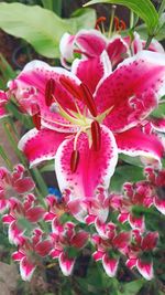 plant