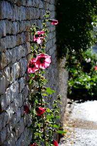 Close-up of pink flowers