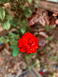 Close-up of red rose