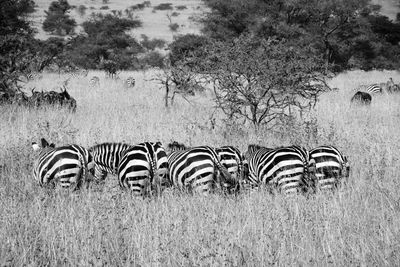 View of zebra on field