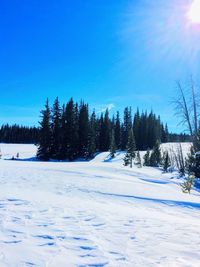 Snow covered land and trees against sky