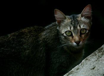 Portrait of cat sitting on black background